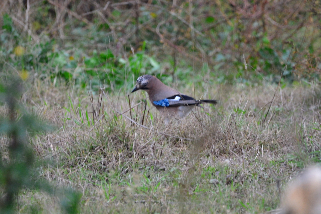 Garrulus glandarius corsicanus