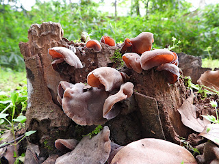 Ear Fungus at Taozi Lake