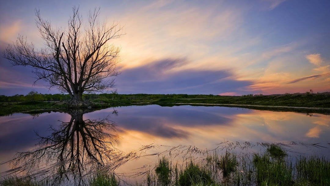 Reflection Lake Tree hd wallpaper