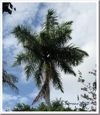 07-18-palm