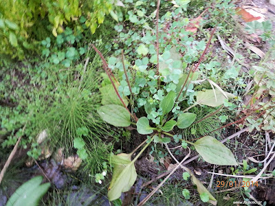 Πεντάνευρο-Plantago major