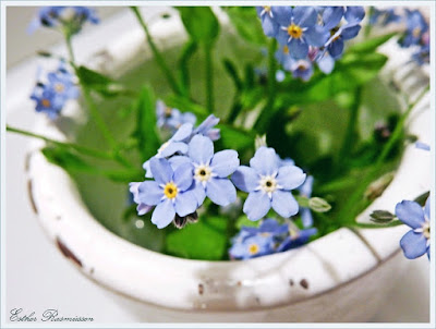 myosotis des bois