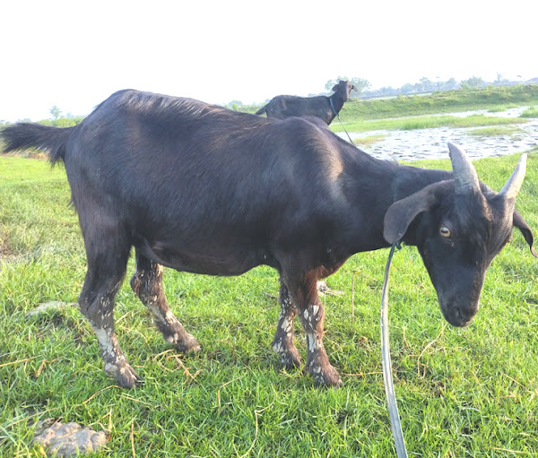 goat breeds, different goat breeds, list of goat breeds, types of goat breeds, top goat breeds, best goat breeds, black bengal goat