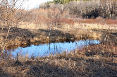 East-side flowage stream, dam is about between two trees on far bank