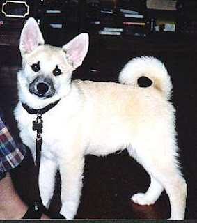 Norwegian Buhund Dog Breed pictures