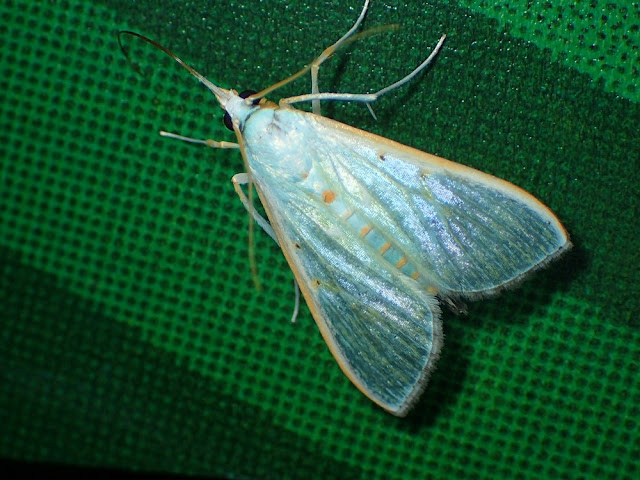 Arthroschista hilaris