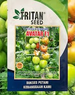 Benih Tomat AVATAR F1 | TRITAN SEED