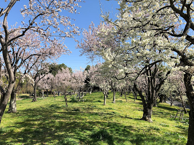 山田池公園のスモモ園が満開！