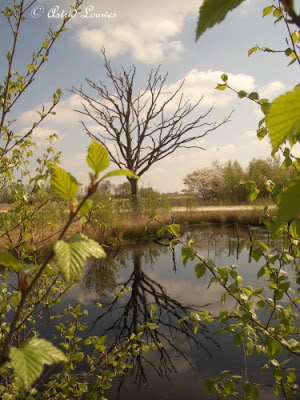 Bargerveen