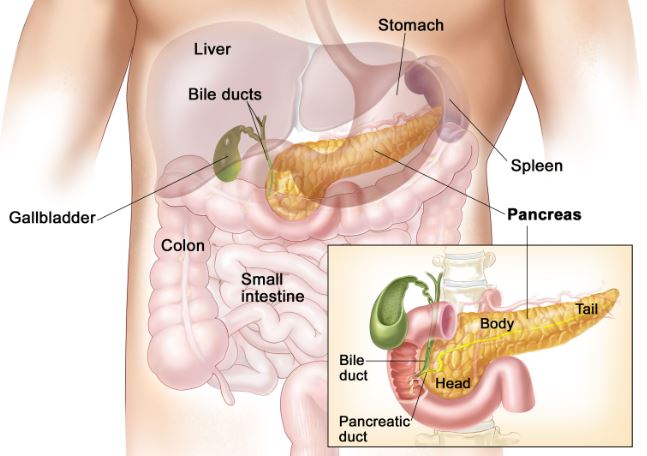 fungsi enzim tripsin pada pankreas