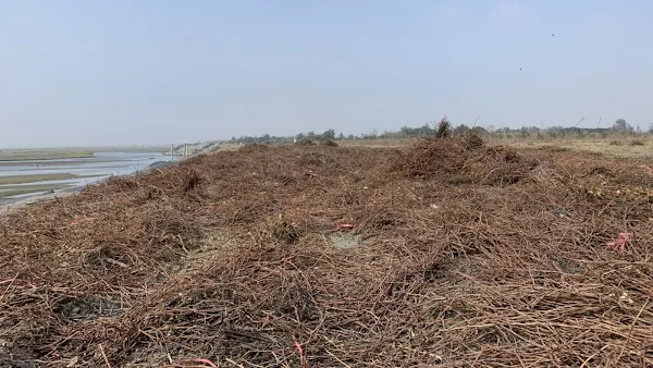 葡萄藤枝再利用一舉兩得 彰化縣善用抑制揚塵好幫手