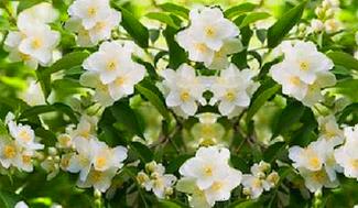 Spanish Jasmine or Chameli Flowers