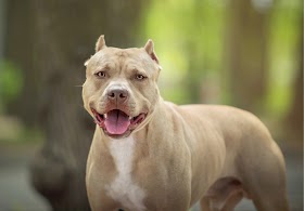 Mulher se fere ao conter pitbull durante incidente em Pão de Açúcar