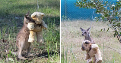 Orphaned Baby Kangaroo Hugs His Teddy Bear And Treats It As A Companion