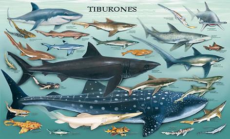 especies de tiburones