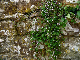 Bonchurch wall with ivy leaf toad flax
