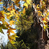 SEDONA FALL COLOR UPDATE 2011: SECRET CANYON