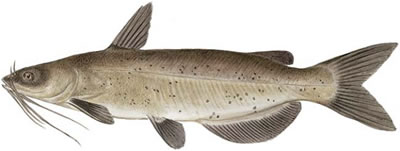 Channel Catfish