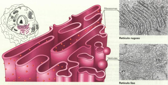 Transporte vesicular y biologia