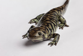 Tiger Salamander on white