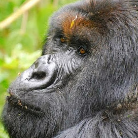 4 Days Uganda Gorilla Safari - Double gorilla tracking Adventure