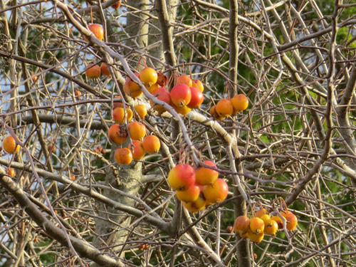 Golden Harvest crabapple