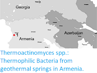 https://sciencythoughts.blogspot.com/2019/06/thermoactinomyces-spp-thermophilic.html