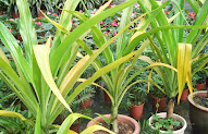 10+ Jenis Jenis Rumput Hiasan