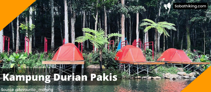 Wisata kampung durian Pakis di Kecamatan Panti menjadi rekomenasi wisata alam dan camping di Jember