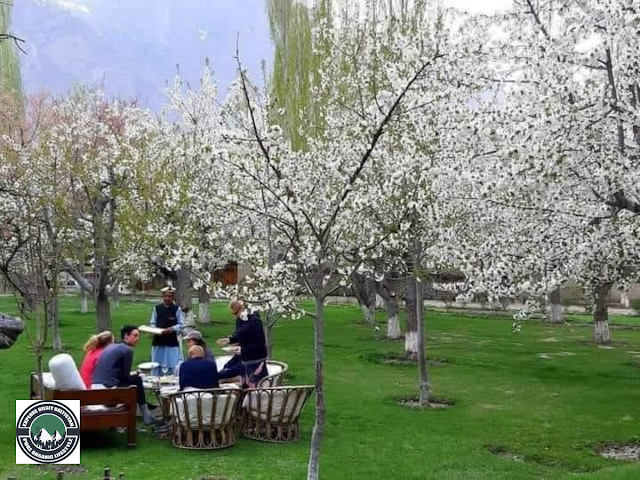 C. How locals celebrate the blossom season