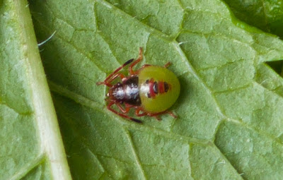 Shield Bug Nymph