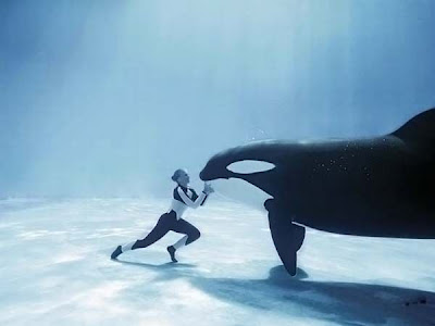 Buceando con una Orca