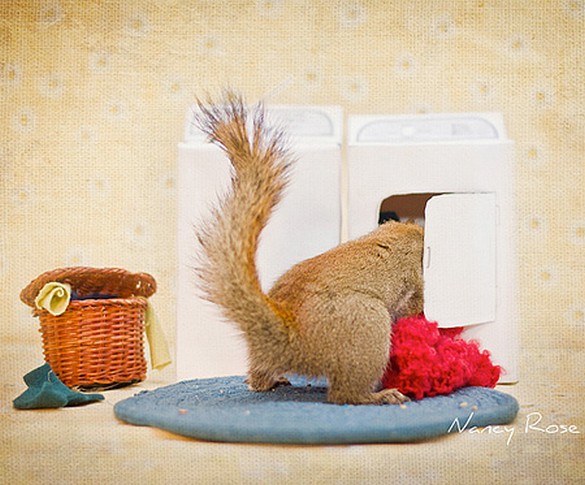 Creative photos of squirrels