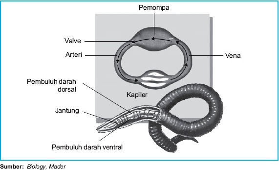 Struktur Anatomi Dan Sistem Fisiologis Cacing Tanah