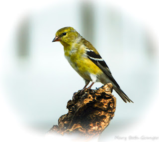 American Goldfinch on Perch photo by mbgphoto