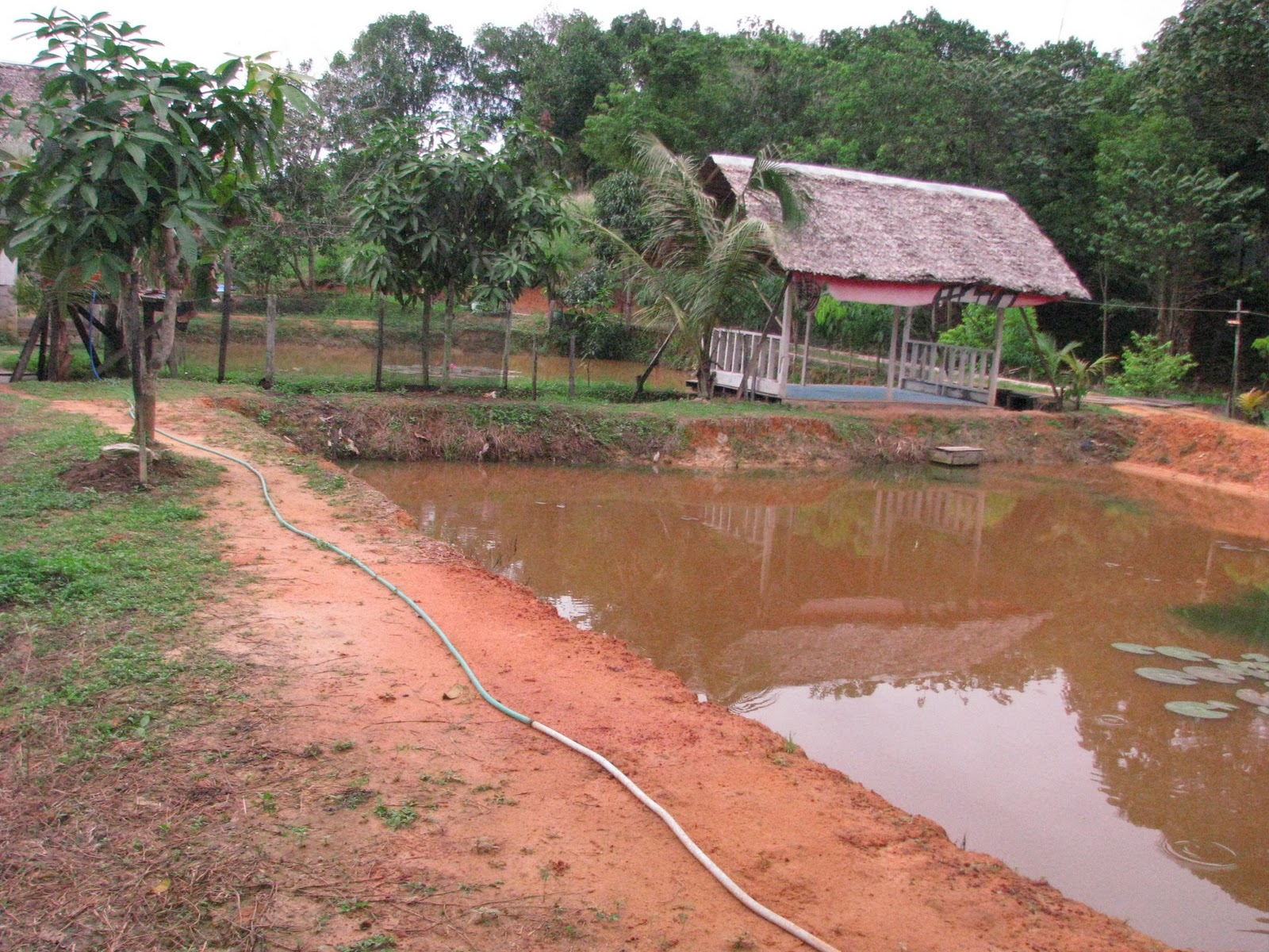 Contoh Proposal Kolam  Ikan  Amat