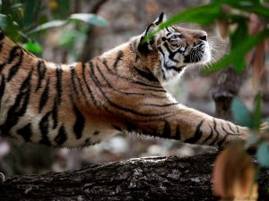 HD image And photos tiger