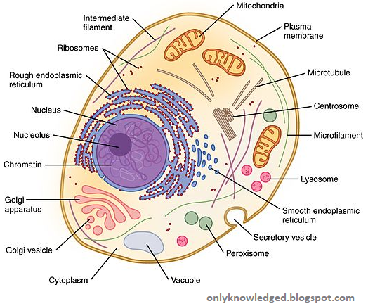 ICSE-Biology Various Cell organelles and Difference between Plant Cell and Animal Cell