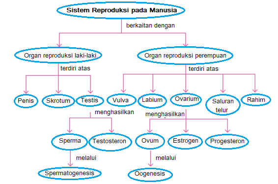 Sistem Reproduksi pada Manusia