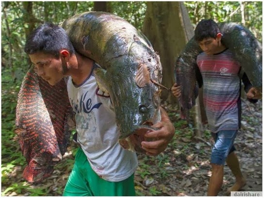 Pemburuan Ikan  Arapaima Di Sungai Amazon