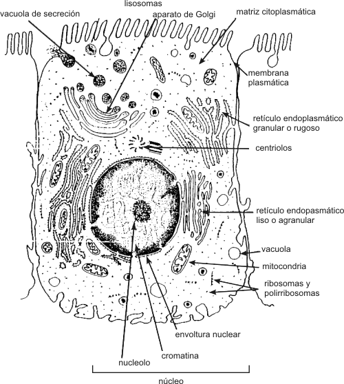 celula vegetal partes. Célula animal