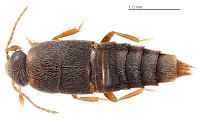 http://sciencythoughts.blogspot.co.uk/2013/08/a-new-species-of-marsh-rove-beetle-from.html