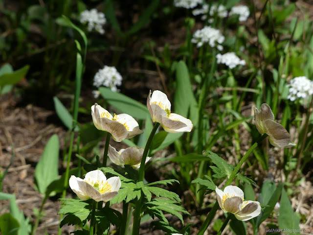 10: white flowers with white behind