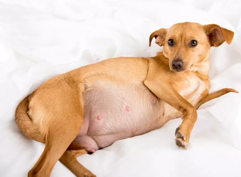 How Long Are Dogs Pregnant For? Everything You Need to Know