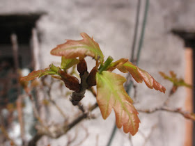 roble después de pinzar, a tres hojas