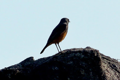 "Black Redstart - Phoenicurus ochruros, winter visitor the first for this season perched on a rock."