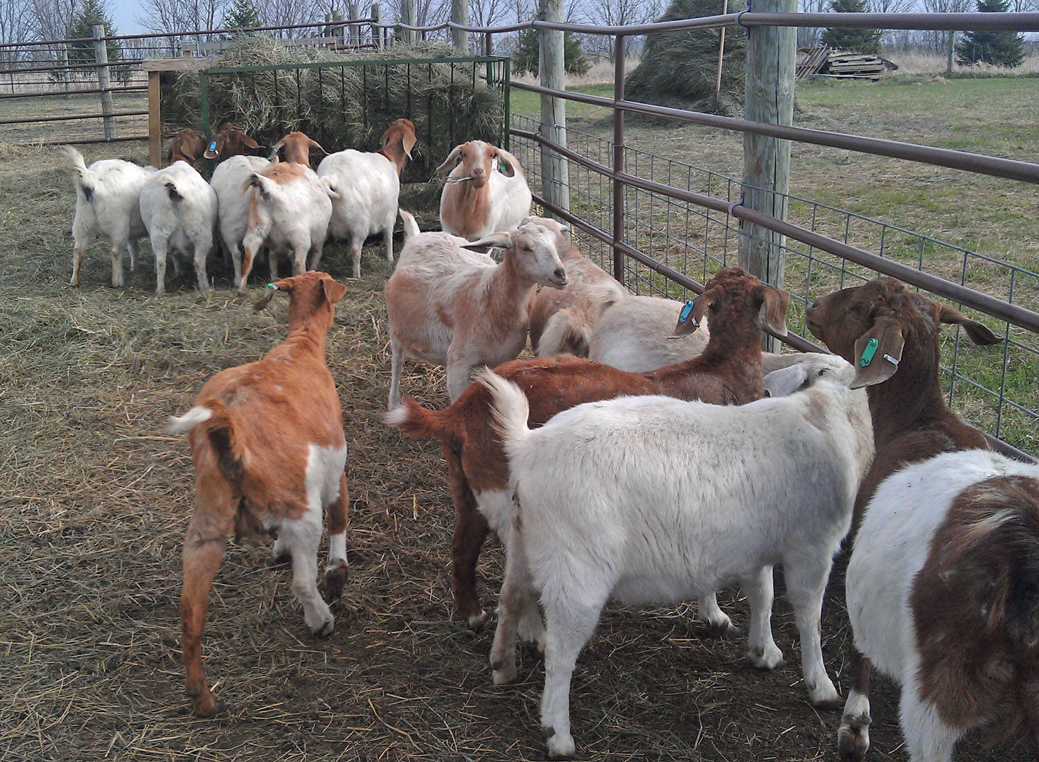  goat farming, commercial goat farm, goat farming, goat rearing