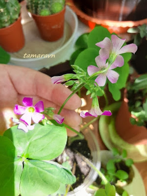 Кислица слабая / Кислица щитковидная (Oxalis debilis, =Oxalis corymbosa)