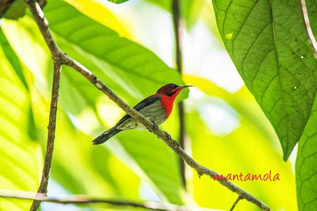 Crimson Sunbird (Aethopyga siparaja)