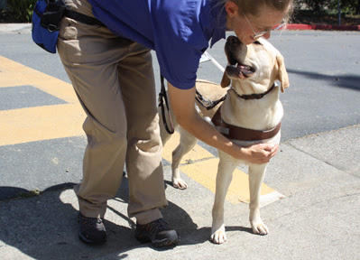 GDB instructor rewards a guide dog for stopping at a curb.